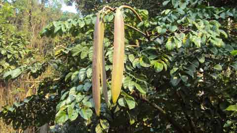 Pokok Beka menghasilkan buah yang panjang