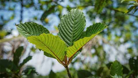 Daun ketum mempunyai kesan sampingan kepada kesihatan