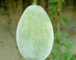 Buah kundur sering digunakan sebagai minuman kesihatan