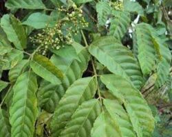 Pokok memali banyak digunakan dalam rawatan luka