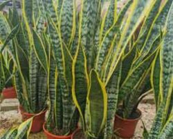 Pokok lidah jin biasanya dijadikan pokok hiasan