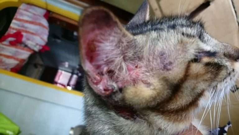 Telinga kucing Encik fazli bernanah dan busuk sebelum dirawat dengan ubat PS Herbs.