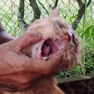 Ulser mulut kucing. Kawasan jangkitan kelihatan merah atau berkudis