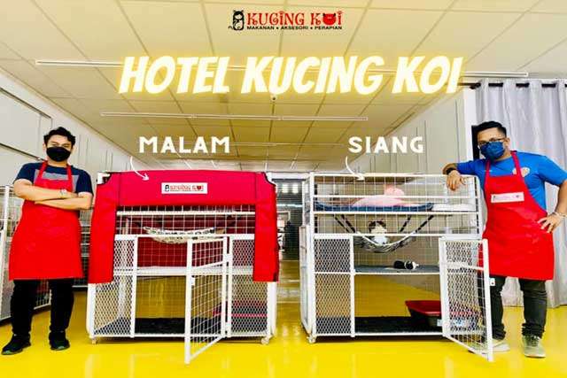 Hotel kucing di kedai kucing koi dibuka untuk penginapan siang dan malam