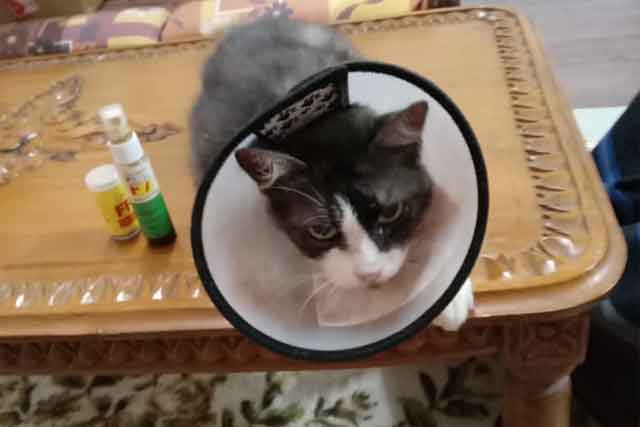 Selalin luka bedah, kucing Asmah juga berpenyakit Felv (leukemia)