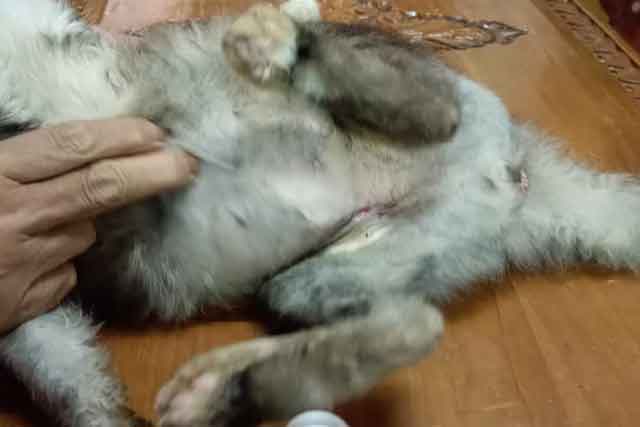 Kucing Asmah yang kuka bedah telah sembuh selepas 7 hari dirawat dengan ubat PS Herbs