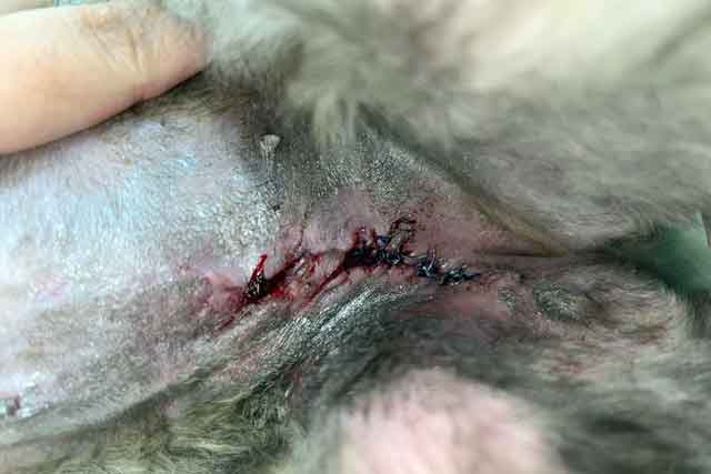 Jahitan pada luka kucing Pn Asmah sentiasa terbuka walaupun vet sudah tiga kali cuba jahit.