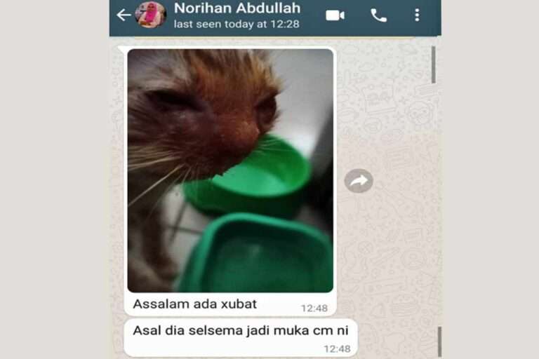 Mulanya kucing norihan selsema sahaja, tetapi kemudian muka jadi bengkak, mata pun berair