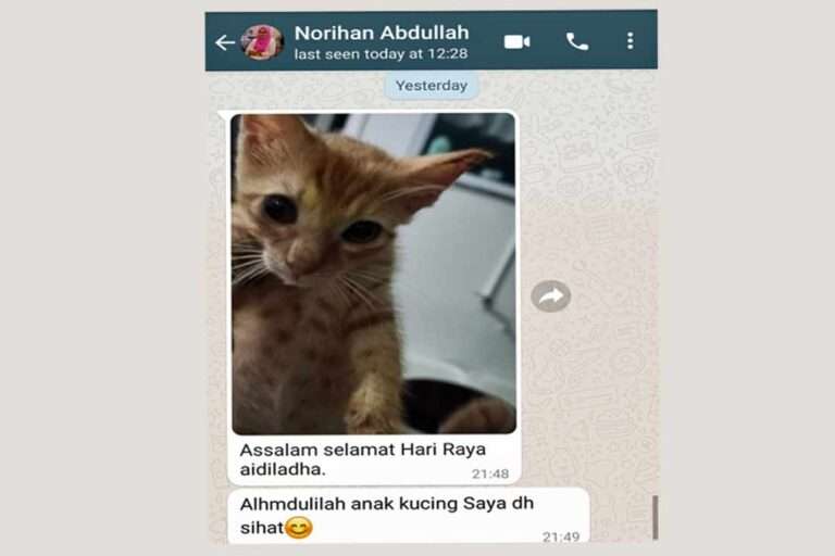 Kucing saya sudah sihat - lapor Nurihan