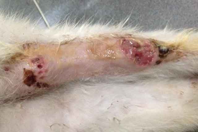 kucing saqdiah - kudis nampak kecil, tetapi berlubang, tanda ada ulat pada luka di bawah kulit
