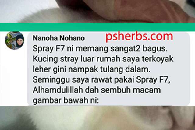 Nanoha beritahu yang kucingnya luka parah sehingga nampak tulang. Tujuh hari rawat dengan ubat PS Herbs, terus sembuh.