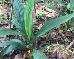 Daun lemba mempunyai banyak khasiat