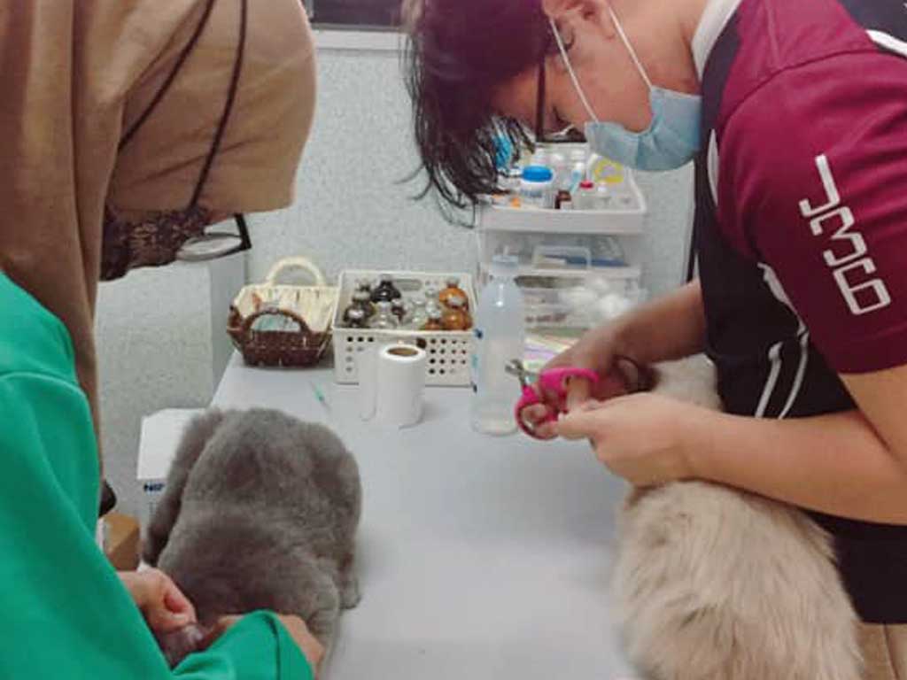 Kittycat clinic sediakan perkhidmatan grooming