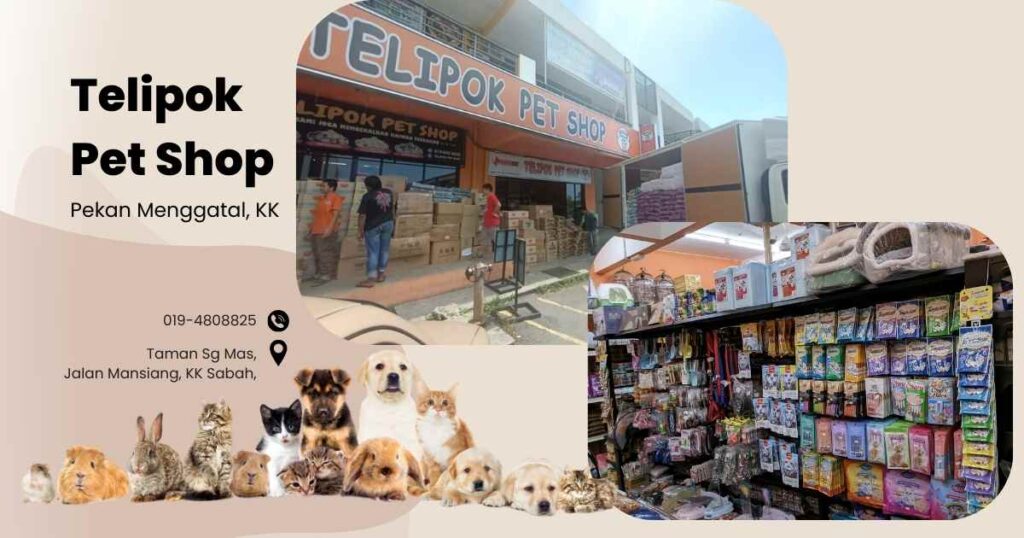 Telipok Pet Shop Menggatal Sabah 