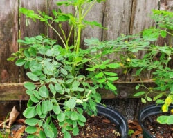 Daun moringa dikatakan mampu untuk mengawal berat badan