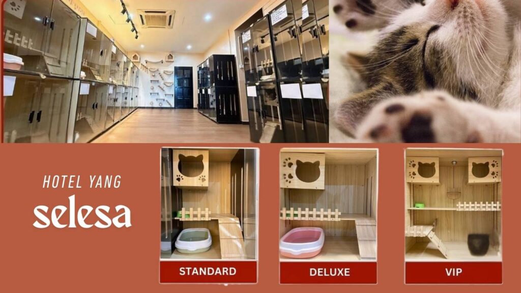 hotel dan tumpangan kucing