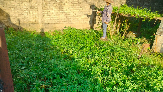 Keleedek untuk daun