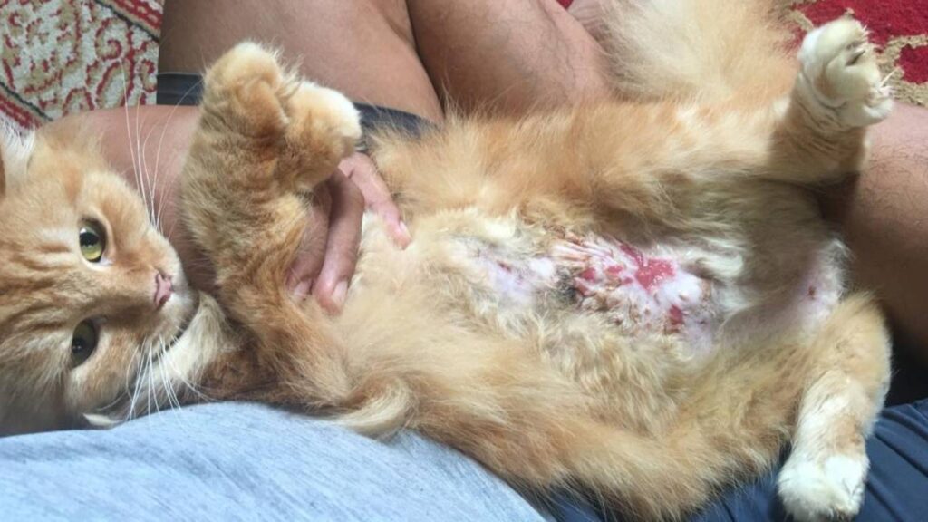 Kucing pyometra - ihsan saudara Syazlan (Kota bharu) Kucing ini terkena pyometra, dua kali pembedahan kerana kuman tlah merebak. Waalaupun telah dibedah dan buang peranakan, tetapi masih tidak sembuh.
