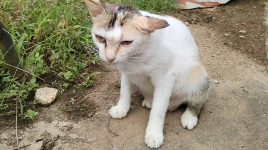 kucing Lia dari Kemunting perah kena pyometra