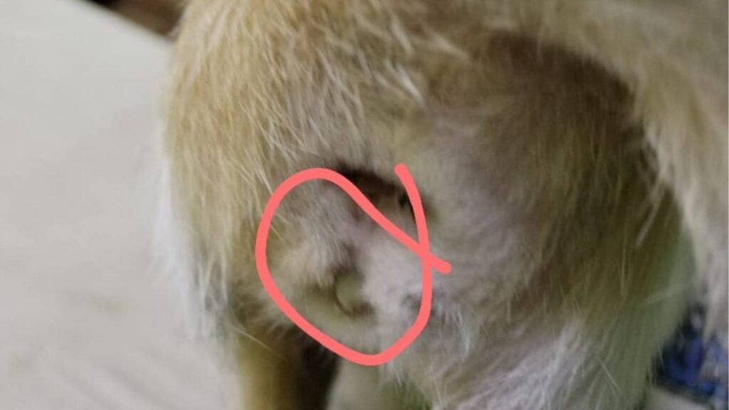 kucing Lia dari Kemunting perah kena pyometra - keluar nanah