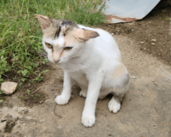 Kucing pyometra - perut buncit dan tidak bermaya