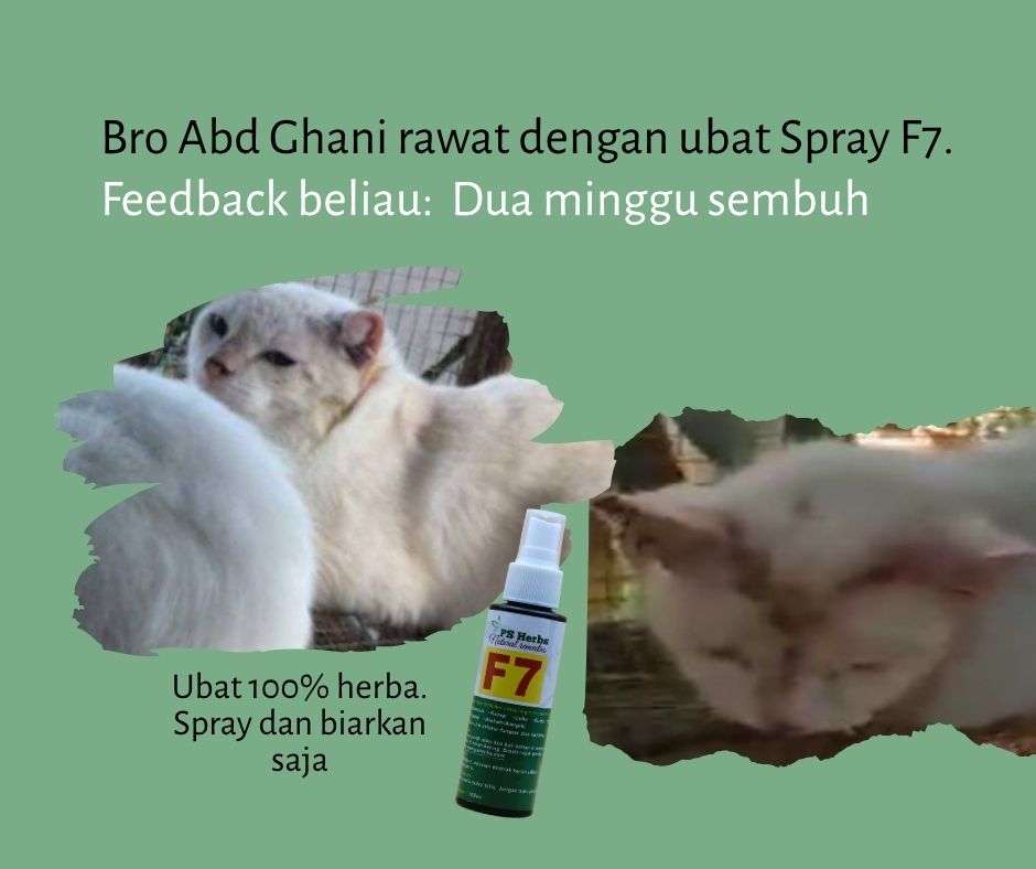 Kami sarankan guna ubat Spray F7 sahaja kerana kudis tidak begitu serius.