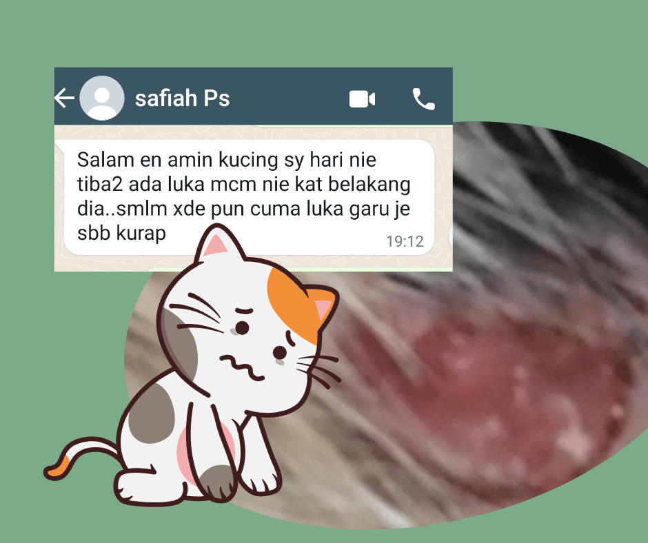 Kucing Safiah tiba-tiba berkudis tanpa diketahui apa puncanya. kudis besar dan berair