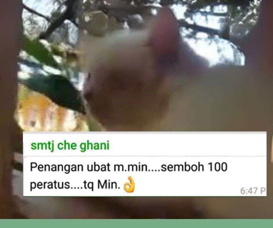 Terstimoni merawat kucing sporo oleh Bro Abd Ghani - 100% sembuh setelah merawatnya dengan ubat PS Herbs.