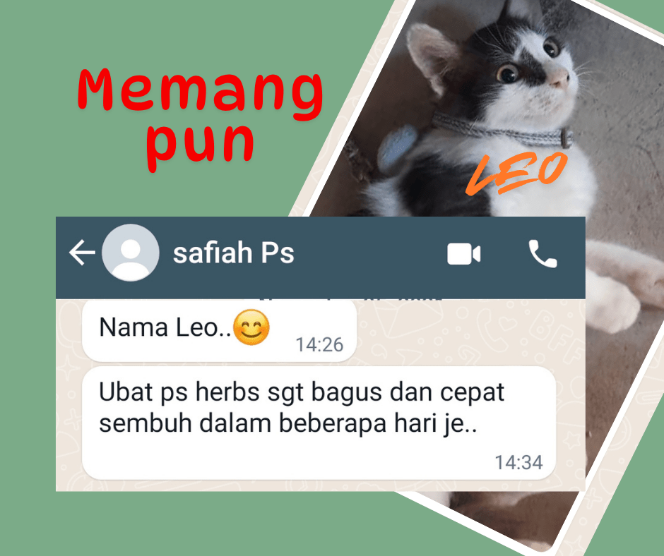 Kucing safiah telah sembuh hanya selepas beberapa hari rawatan dengan ubat PS Herbs