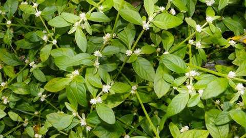 Kermak putih selalu digunakan bagi rawatan ibu bersalin