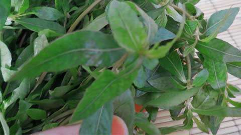 Tumbuhan ini juga sering dijadikan ulaman kesihatan