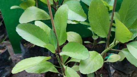 setawar mudah dibiakkan bagi tujuan perubatan