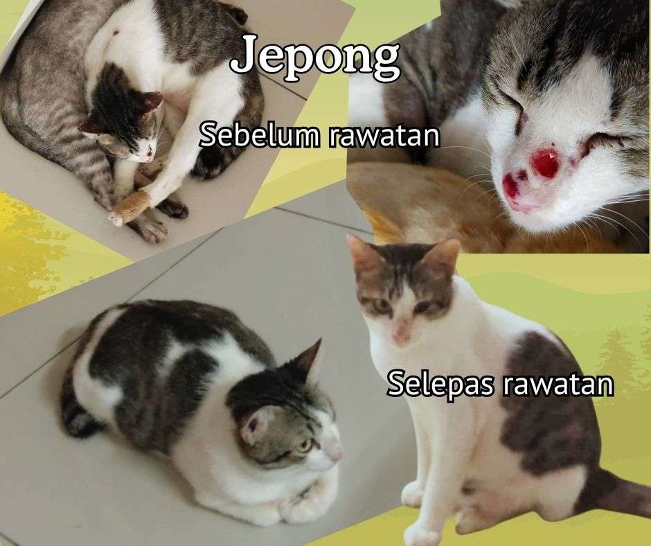 Jepong sembuh daripada daripada penyakit sporotrichosis - testimoni daripada puan Ainul.