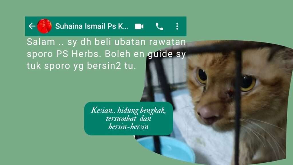 Puan Suhaina bertanya bagaimana cara  merawat kucing sporo dengan ubat PS Herbs.