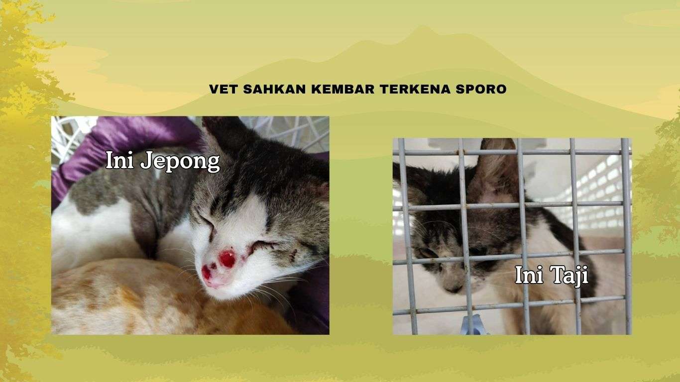 Testimoni merawat kucing sporo dengan ubat PS Herbs oleh Ainul. Dua ekor sekali rawat.