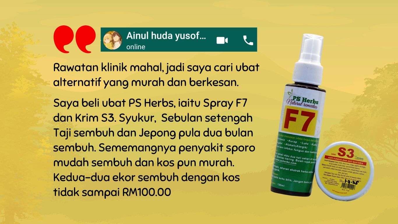 Testimoni merawat kucing sporo oleh Puan Ainul. Dua bulan sahaja dan sembuh.