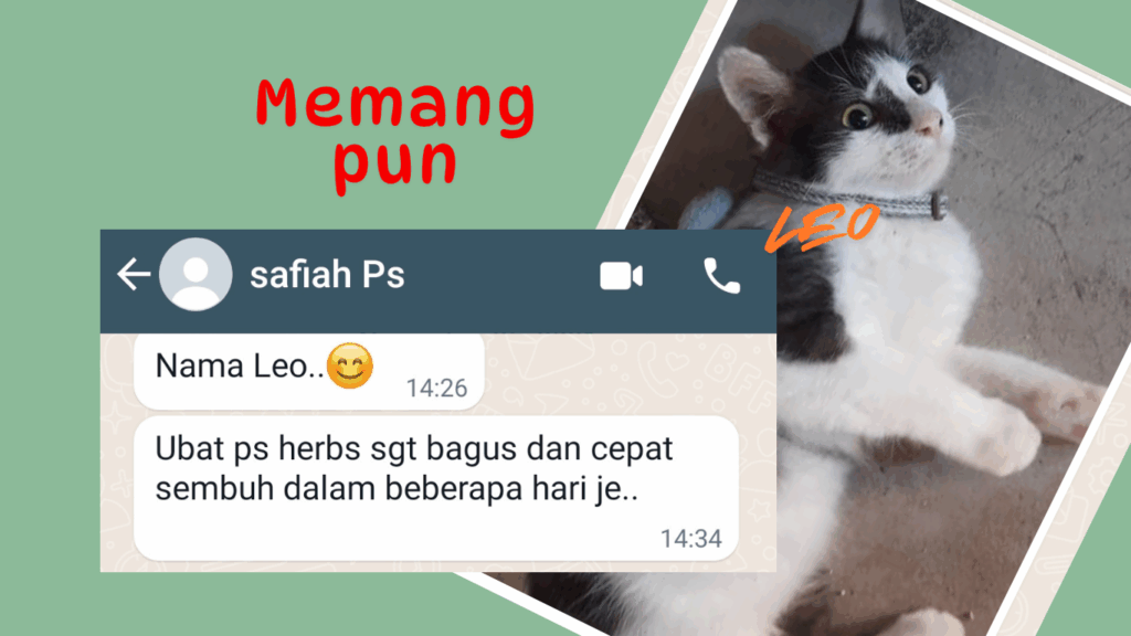 Kucing safiah telah sembuh hanya selepas beberapa hari rawatan dengan ubat PS Herbs