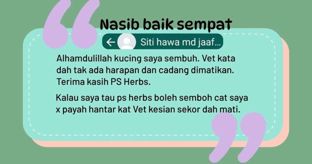 Nasib baik sempat rawat dengan ubat PS Herbs. Kucing telah telah bebas daripada penyakit sporo.