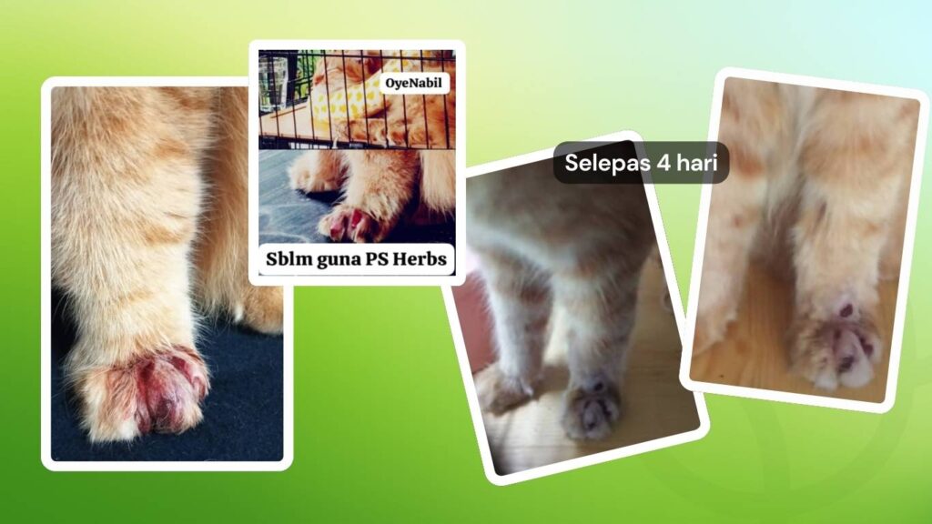 Selepas empat hari rawatan, kudis sudah mula kering