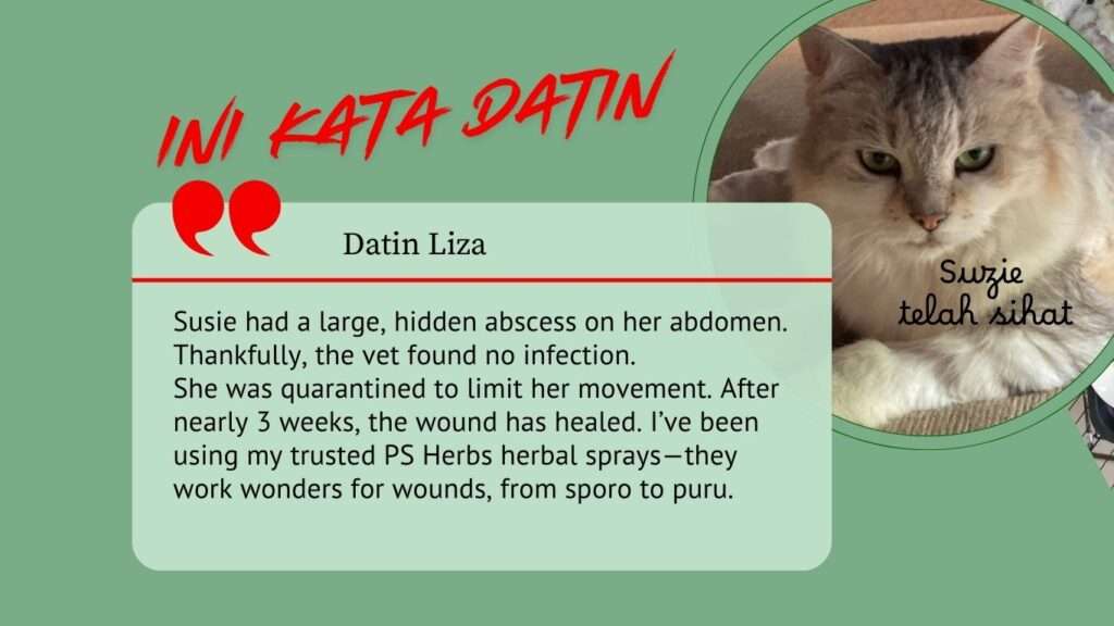 Datin Liza memberi testimoni testimomi merawat kucing berkudis selama hampir tiga minggu baru sembuh