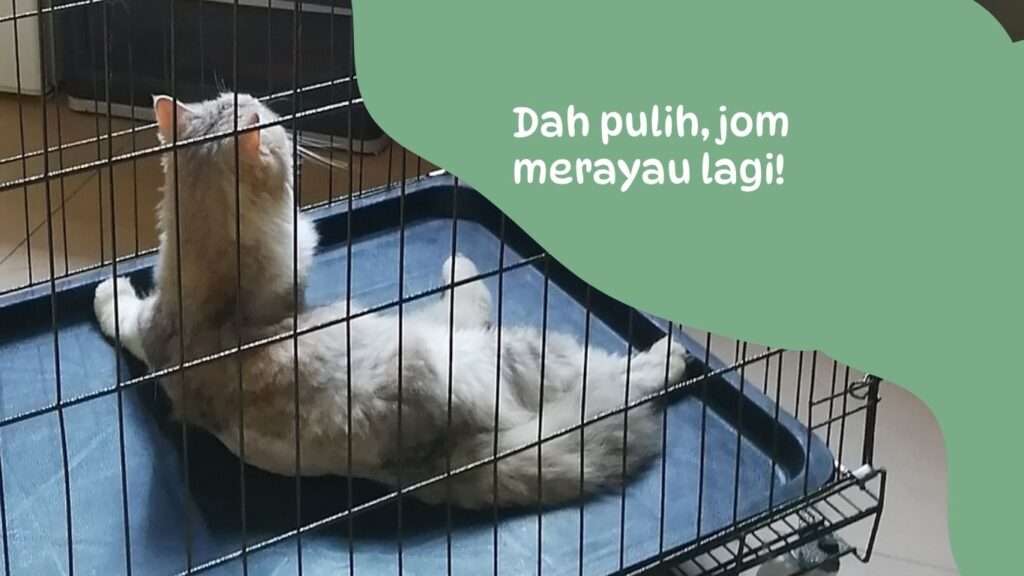 Testimomi merawat kucing berkudis - kucing telah sembuh dalam masa tak sampai tiga minggu