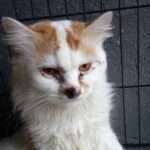 kucing berpenyakit sporo atau sporotrichosis