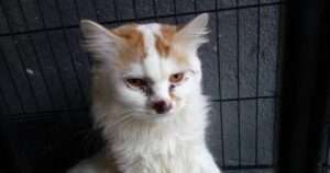 kucing berpenyakit sporo atau sporotrichosis