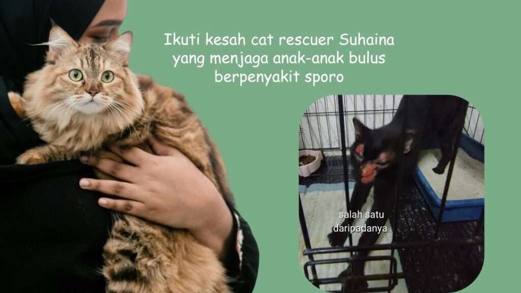Suhaina merawat beberapa anak bulus yang dijankiti sporo. Beliau sangat berpuas hati kerana cepat sembuh. Beliau memberi testimonimerawat kucing sporo yang telah beliau laksanakan.