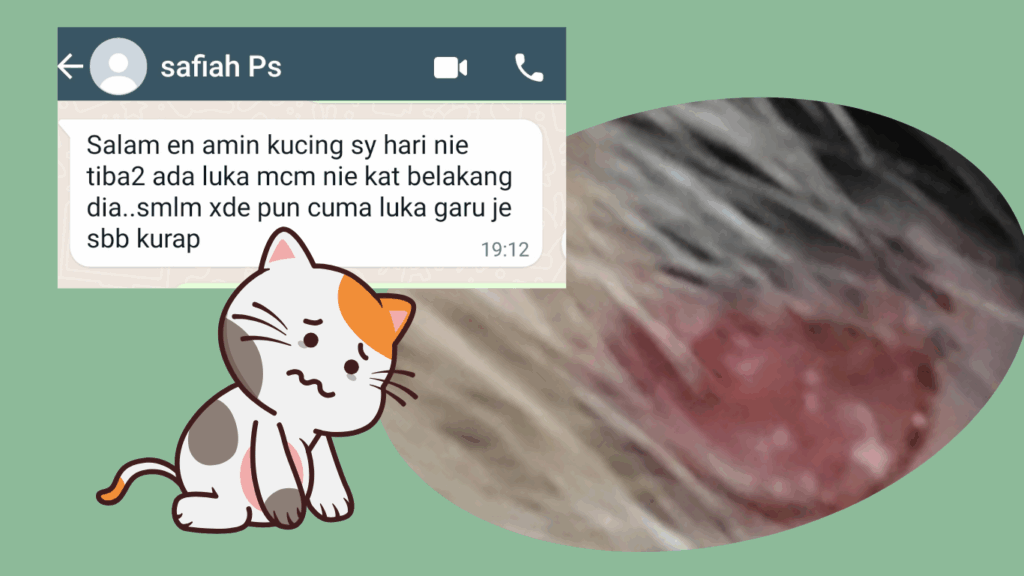 Kucing Safiah tiba-tiba berkudis tanpa diketahui apa puncanya. kudis besar dan berair