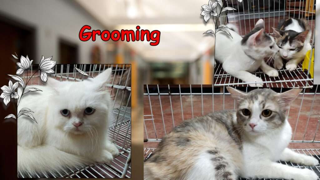 Hezza pet store menyediakan khidmat grooming untuk kucing kesayangan anda