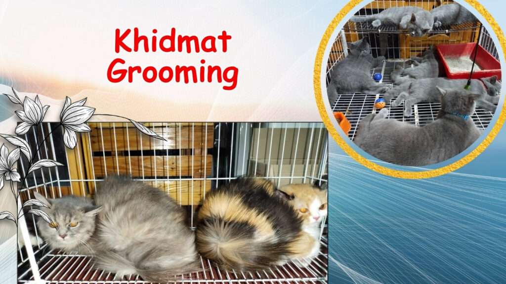 Hezza ada sediakan perkhidmatan grooming untuk anak bulus pada harga yang berpatutan