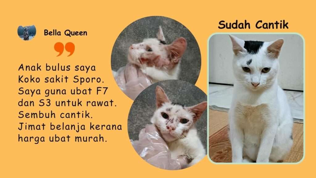 Bella queen merawat kucing sporo dengan ubat PS Herbs.