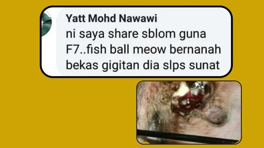 Kucing Yatt yg disunat telah terkena jangkitan hingga bernanah dan berdarah. Lucing kerap garu dan gigit.