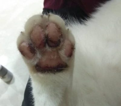 Kudis sporo pada kaki kucing.